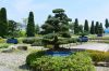 東京オリンピック2020会場周辺を彩る「大型信楽鉢盆栽」の紹介